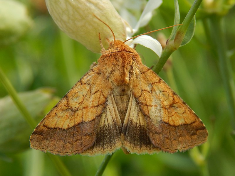 Helicoverpa armigera? - No, Pyrrhia umbra